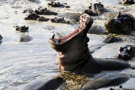 Yawning hippopotamus (Hippopotamus amphibius) in the Hippo Pool of Retina, Serengeti National Park, Tanzania, Africa