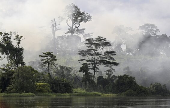 Fog over the rainforest along the Sangha River, Dzanga-Sangha Complex of Protected Areas (DSPAC), Sangha-Mba&eacute;r&eacute; Prefecture, Central African Republic