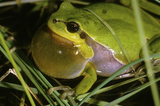 Male European tree frog (Hyla arborea), Hylidae family, sitting in water, croaking