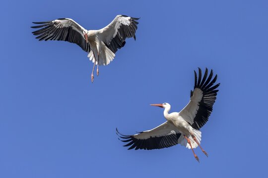 White stork (Ciconia ciconia) flying, Hesse, Germany
