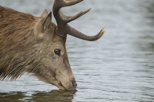 Red deer (Cervus elaphus) adult male stag drinking in a lake, Surrey, England, United Kingdom