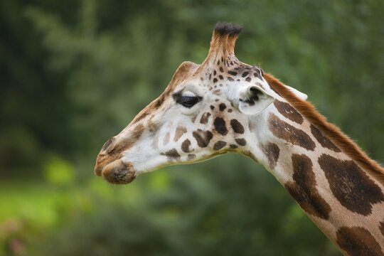 Rothschild's Giraffe (Giraffa camelopardalis rothschildi), captive, Saxony, Germany
