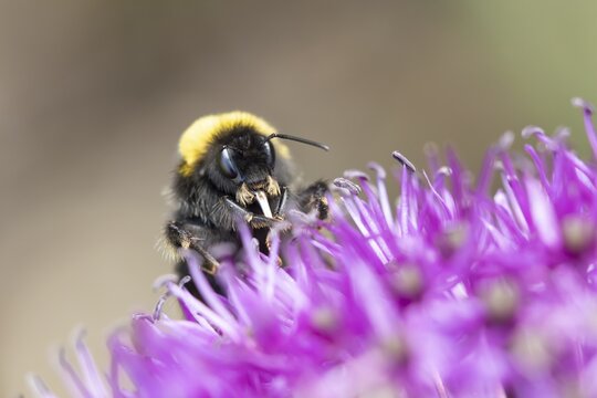 Buff tailed bumblebee (Bombus terrestris) adult bee feeding on a purple Allium flower in an urban garden in summer, England, United Kingdom