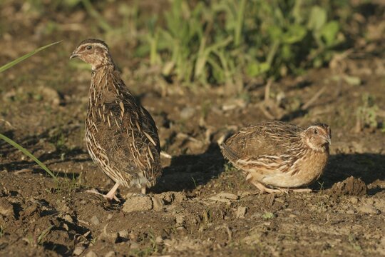 Common Quails (Coturnix coturnix) on a harvested field