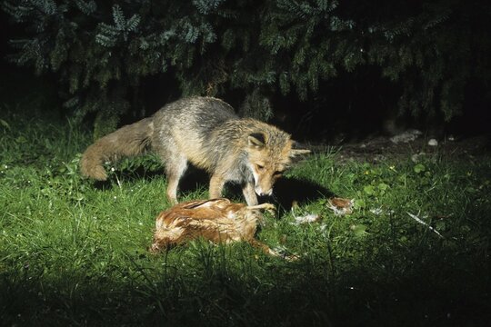 Red Fox (Vulpes vulpes) catching a chicken, prey