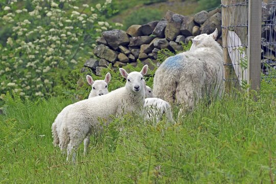 Lambs and sheep on a green meadow near a stone wall and a fence, spring atmosphere, Moffat, Scottish Borders, St Mary's Loch, Scotland, Great Britain