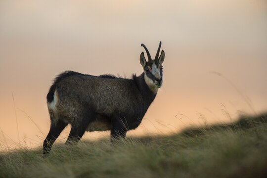 Chamois (Rupicapra rupicapra) in mountain meadow, Vosges, Hohneck, France