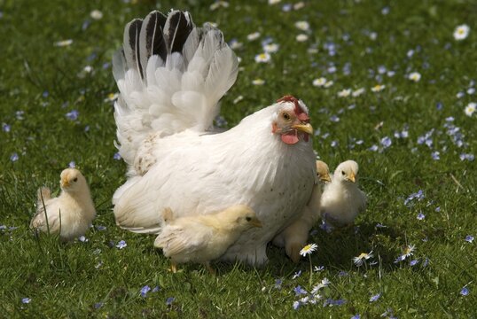 Japanese Bantam or Chabo hen with chicks, Schwaz, Tyrol, Austria, Europe