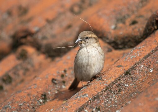 House sparrow (Passer domesticus), female with nesting material in her beak, Thuringia, Germany