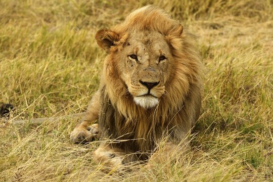Lion (Panthera leo), male lying in the dry grass, Moremi National Park, Moremi Wildlife Reserve, Okavango Delta, Botswana