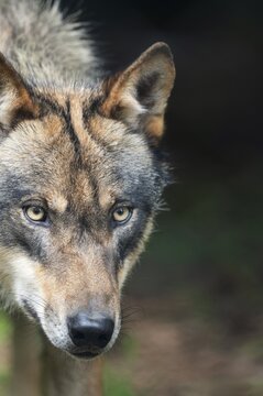 Gray wolf (Canis lupus), portrait, captive, Germany