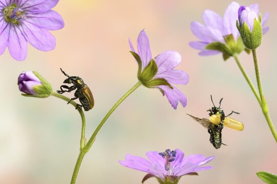 Labidostomis longimana (Labidostomis longimana) on the flower of the cranesbill (Geranium molle), Germany