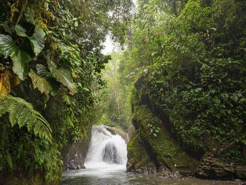 Small waterfall in the cloud forest, Mindo, Pichincha province, Ecuador