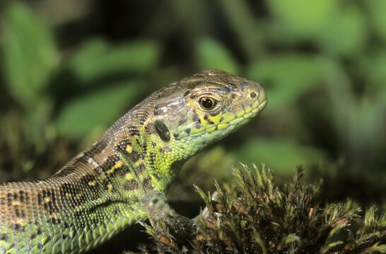 Sand Lizard (Lacerta agilis) portrait, male