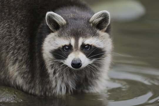 Raccoon (Procyon lotor) in the water, Hesse, Germany