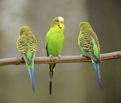 Budgerigars (Melopsittacus undulatus), captive, Saxony-Anhalt, Germany