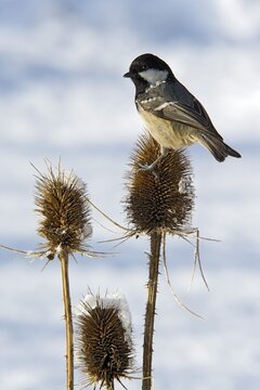 Coal Tit (Parus ater), Tyrol, Austria