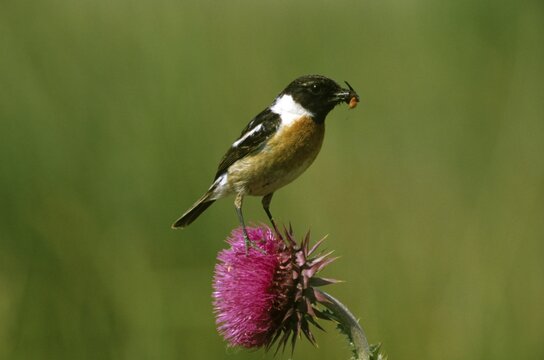 African Stonechat (Saxicola torquata ), Muscicapidae family, male with food for the young ones perched on a musk thistle