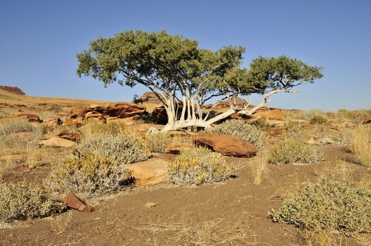 Witgatboom, Matoppie or Shepherd's Tree (Boscia albitrunca), Mik Mountains, Damaraland, Namibia, Africa