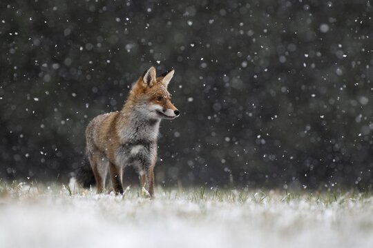 Red fox (Vulpes vulpes) during snowfall, Eifel, Rhineland-Palatinate, Germany