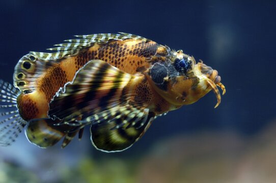 Twinspot lionfish Dendrochirus biocellatus Indopacific