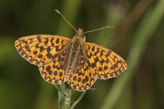 Weaver's Fritillary or Violet Fritillary (Boloria dia), Baden-W&uuml;rttemberg, Germany