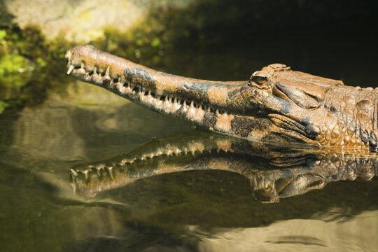 False gharial (Tomistoma schlegelii) in the water, portrait, with reflection, captive