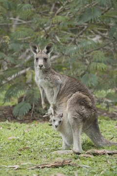Eastern grey kangaroo (Macropus giganteus) adult and baby joey in it's mothers pouch, Anglesea, Victoria, Australia