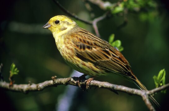 Yellowhammer (Emberiza citrinella), Emberizidae family