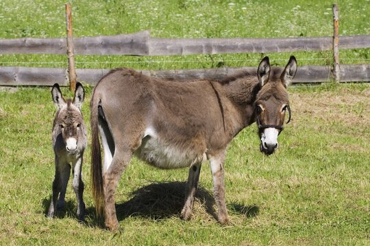 Donkey (Equus asinus) with foal, Bavaria, Germany, Europe
