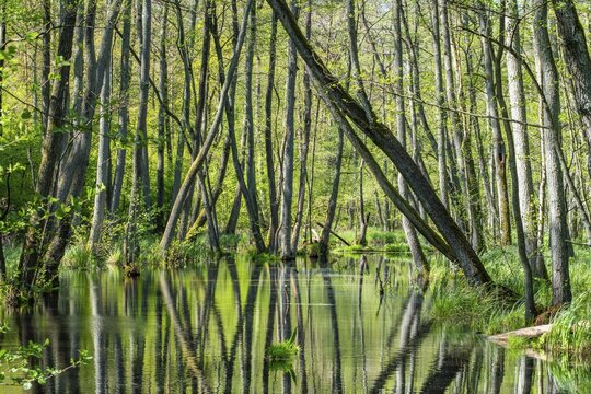 Alder swamp forest in the Briesetal nature reserve, Oberhavel, Brandenburg, Germany
