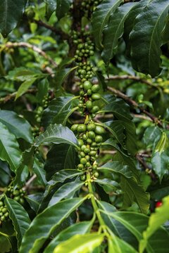 Coffee bushes and beans, Coffee farm Hacienda Venecia, Zona Cafetera, Colombia