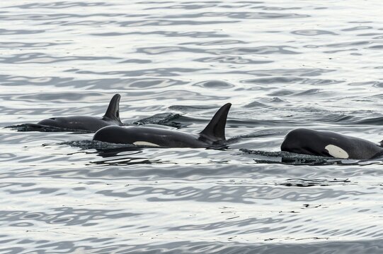 Killer whales (Orcinus orca) or orca, San Juan islands. Washington State, USA