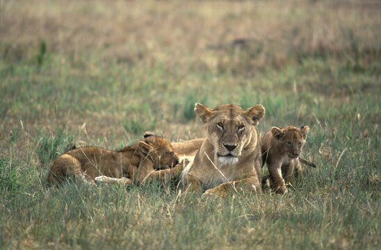 Lioness ( Panthera leo ) with suckling cubs - Masai Mara - Kenya