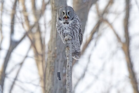 Great gray owl (strix nebulosa) perched on top of a dead tree and regurgitating a ball of hair and bones, Forest of Yamachiche, province of Quebec, Canada,