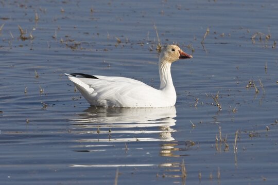 Snow Geese (Anser caerulescens atlanticus, Chen caerulescens) overwintering, swimming, Bosque del Apache Wildlife Refuge, New Mexico, USA