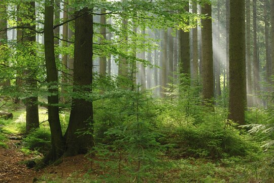 Spruce forest in the early morning, sun shines through morning fog, H&uuml;rtgenwald, North Rhine-Westphalia, Germany