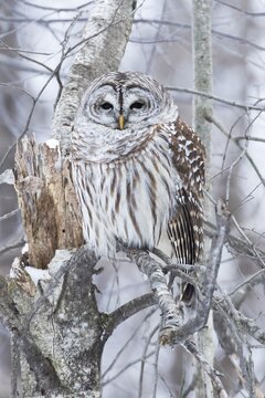 Barred owl (Strix varia) perched on a dead tree and watching, Forest of Yamachiche, province of Quebec, Canada,