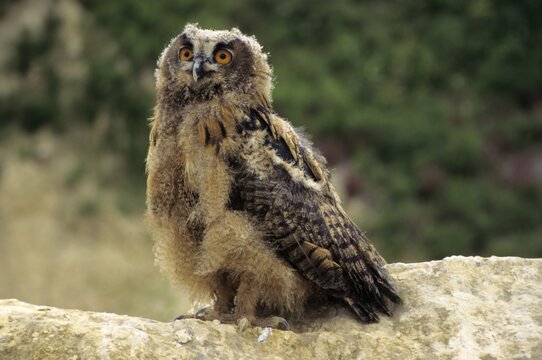 Eurasian Eagle-owl (Bubo bubo), young at a quarry