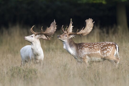 A white and a normally colored fallow deer (Dama dama), Copenhagen, Denmark