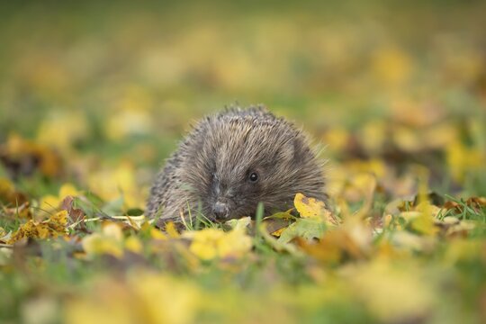 European hedgehog (Erinaceus europaeus) on a garden lawn with fallen autumn leaves, Suffolk, England, United Kingdom