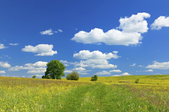 Wildflower meadow with solitary oak in spring, blue sky with white clouds, near Hermsdorf, Thuringia, Germany