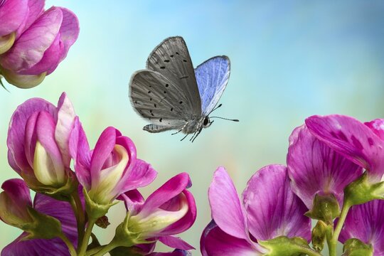 Holly Blue (Celastrina argiolus) in flight on the flowers of a Flat pea (Lathyrus sylvestris), Germany