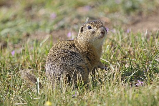 European ground squirrel (Spermophilus citellus), Burgenland, Austria, Europe