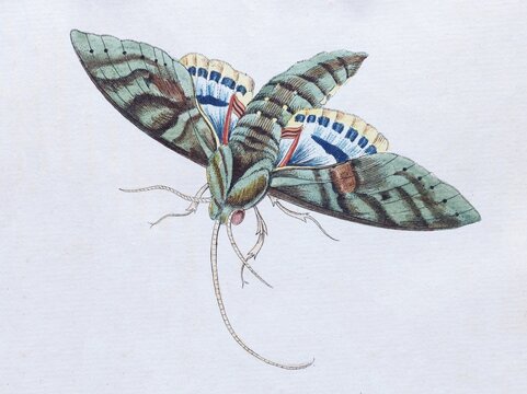 Gaudy Sphinx (Sphinx Labruscae), twilight butterfly, hand-colored copper engraving from children's book by Friedrich Justin Bertuch, Weimar, 1805