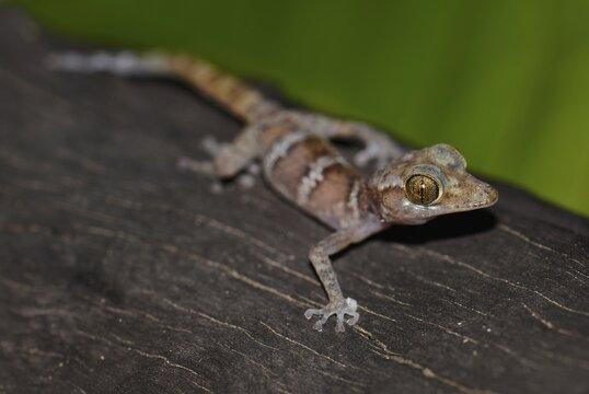 Juvenile banded gecko (Pareodura ssp.), National Park Nosy Hara, in the north of Madagascar, Madagascar