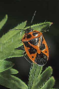 Shield Bug (Eurydema dominulus)