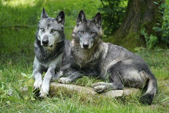 Timberwolf, American wolf Mackenzie Valley Wolf (Canis lupus occidentalis), two wolves lying in a meadow, Captive, France
