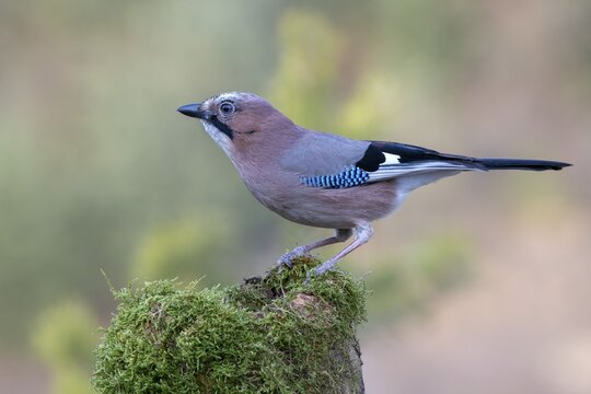 Eurasian jay (Garrulus glandarius), sitting on a mossy tree stump, Tyrol, Austria