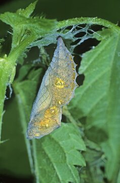 Red Admiral (Vanessa atalanta), pupa on nettles